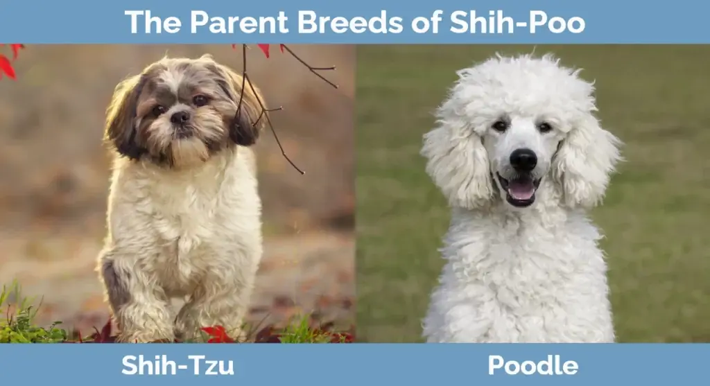 Las razas progenitoras de Shih-Poo