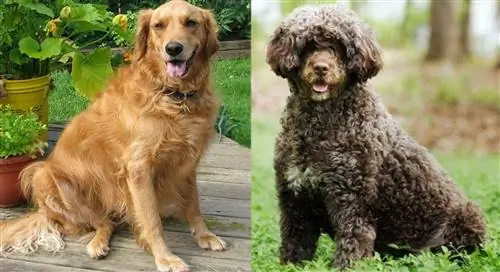 Golden Retriever Portuguese Water Dog Mix: صور ومعلومات ودليل رعاية & المزيد