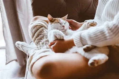 slaperige kat die op de schoot van de eigenaar ligt