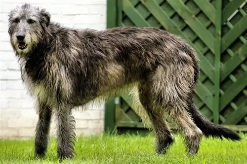 Wolfhound الايرلندية