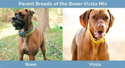 Mga Magulang na Lahi ng Boxer Vizsla Mix