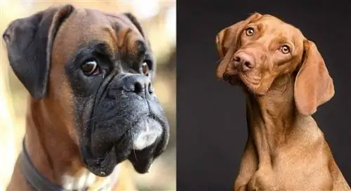 Mchanganyiko wa Boxer Vizsla: Picha, Mwongozo wa Utunzaji, Tabia &