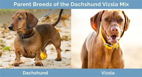 Baka Induk Campuran Dachshund Vizsla