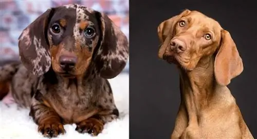 Dachshund Vizsla Mix: الصور ، دليل العناية ، مزاج & السمات