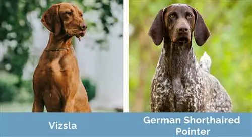 Vizsla vs German Shorthaired Pointer side om side