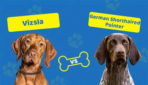 Vizsla vs. German Shorthaired Pointer: The Main Difference (Med bilder)