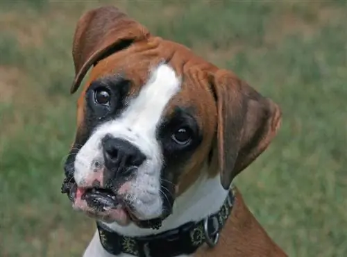 testa inclinata del cane boxer