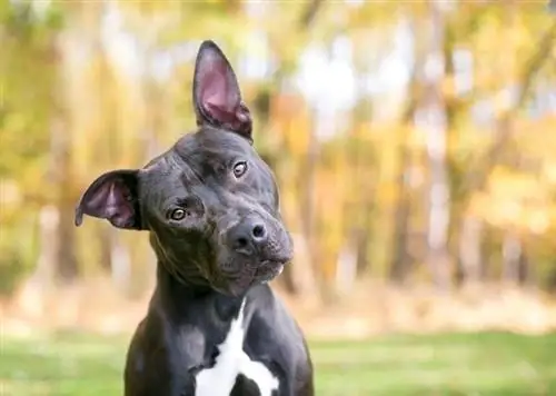 Pit Bull mixed breed head tilt