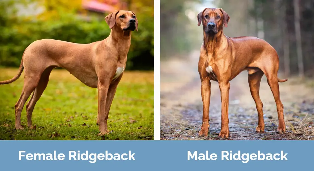 Poj Niam vs Txiv Neej Rhodesian Ridgeback - Pom Qhov Sib Txawv