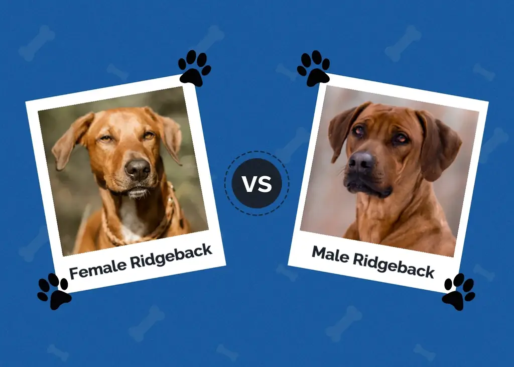 Kvinde vs Mand Rhodesian Ridgeback: Hovedforskelle