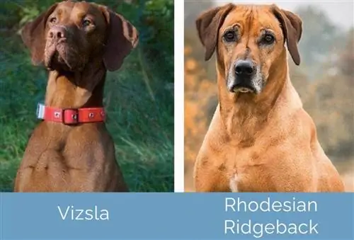 Vizsla vs Rhodesian Ridgeback côte à côte