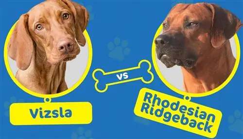 Vizsla va Rhodesian Ridgeback: Farqi nimada?