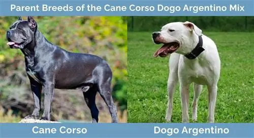 Rasy Rodzicielskie-Corso-Dogo-Argentino-mix