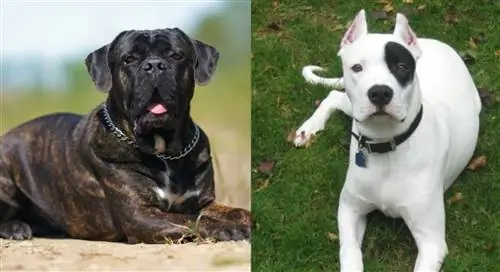 Cane Corso Dogo Argentino Mix: Info, Pictures, Traits & Facts