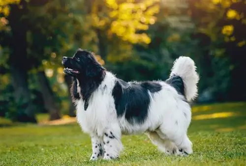 Newfoundland hond op die gras