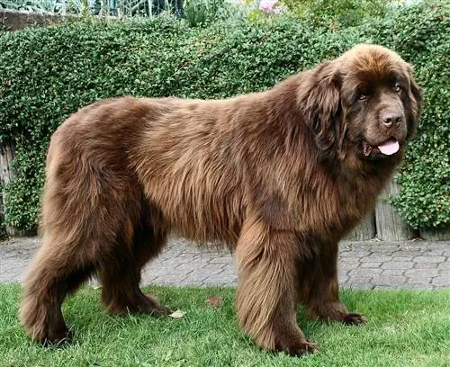 Brown Newfoundland