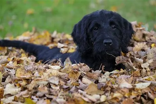 cirtaini pārklāts labradors