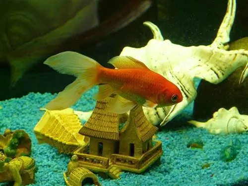 goldfish nyob rau hauv lub tank nrog ornaments