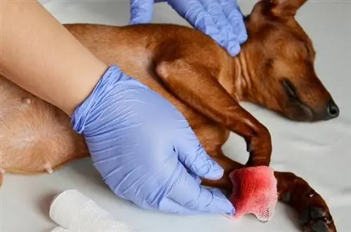 Comment traiter les chiens qui saignent en cas d'urgence (premiers soins pour chiens) : réponse du vétérinaire