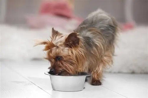 Yorkshire terrier che mangia dalla ciotola di alimentazione