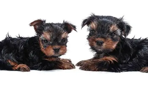 dois filhotes de yorkie