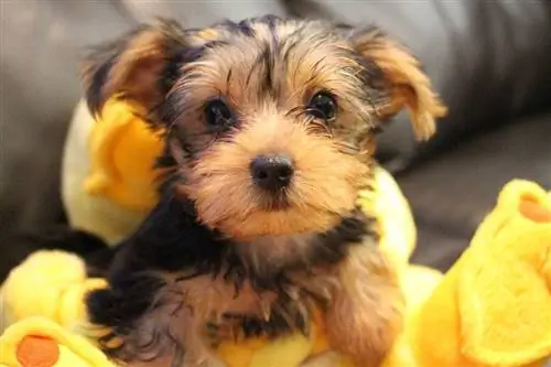 yorkie valp