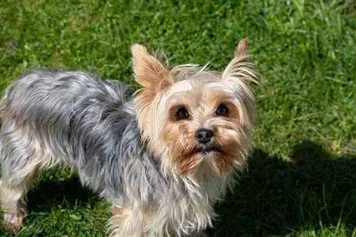 Yorkie Growth & Tabela de peso: filhote a adulto (com fotos)