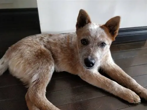 Cucciolo di Heeler rosso