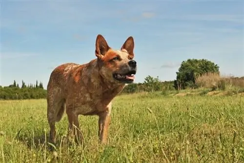 heeler rosso eretto in un campo