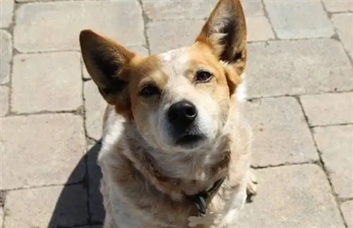 cane heeler rosso