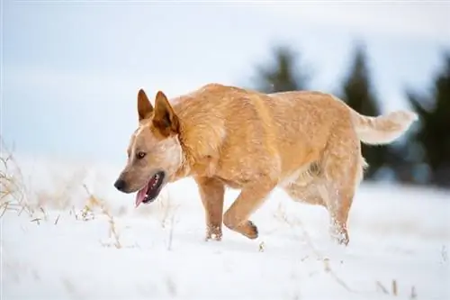 Red Heeler: činjenice, temperament, & slike