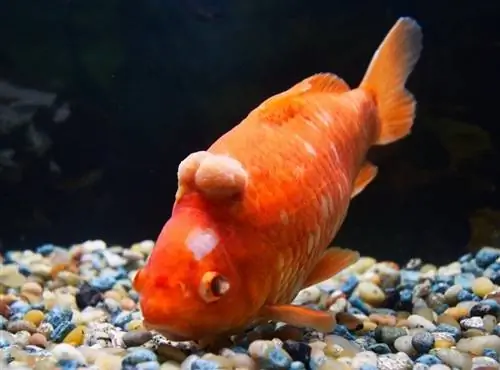 Ano ang Dapat Gawin Tungkol sa Mga Tumor & Mga Paglago sa Iyong Goldfish: Mga Katotohanan & Mga FAQ