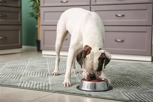 Hund frisst aus Schüssel in der Küche