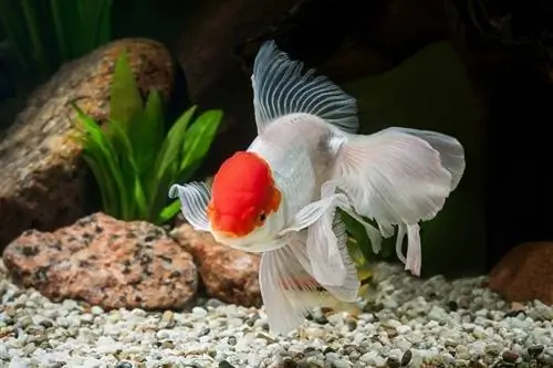 Goldfish hauv thoob dej yug ntses nrog cov nroj tsuag ntsuab_dien_shutterstock