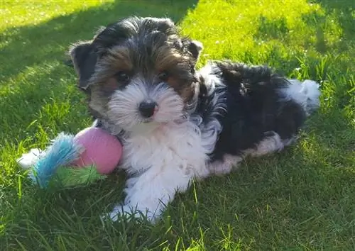 Parti Yorkie mit Spielzeug