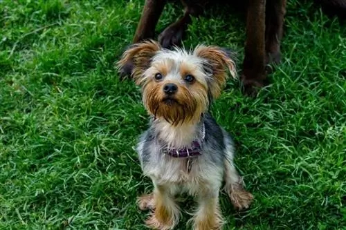 Parti Yorkie sitzt auf Gras