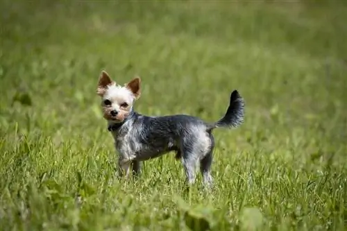 Parti Yorkie steht auf Gras