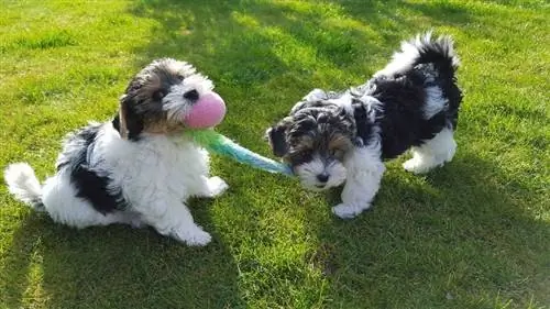 Teilweise Yorkie-Hunde