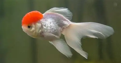 Zijaanzicht van een oranda met rode dop