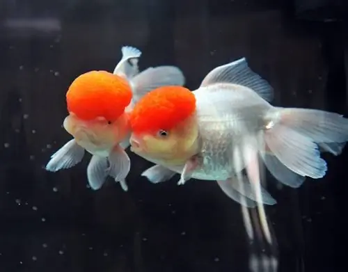 Red Cap Oranda Goldfish: Care Guide, Varieties & Lifespan (με εικόνες)