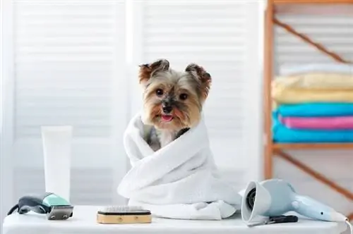 Glad hund i en handduk som sitter vid groomerbordet efter badet