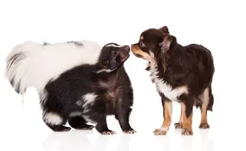 Skunk e chihuahua