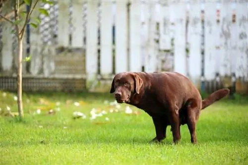 Labradorský retriever poop_wasitt hemwarapornchai_shutterstock