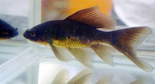 peixe dourado cometa