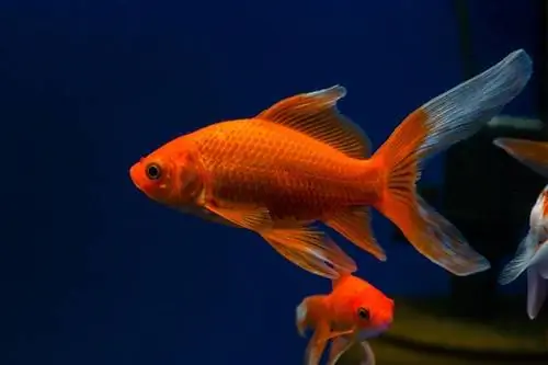 poisson rouge comète Carassius aurastus comet_smspsy_shutterstock