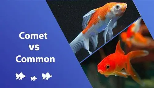 Ikan Emas Biasa vs Ikan Emas Komet: Apakah Perbezaannya? (Dengan Gambar)