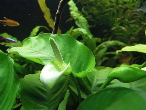 Anubias_barteri_barteri-Commons ויקימדיה