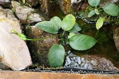 Anubias_barteri-Jardin_botanique_Jean-Marie_Pelt_Commons wikimedia)