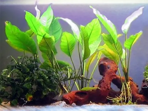 Wikimédia Anubias-Arten-Commons