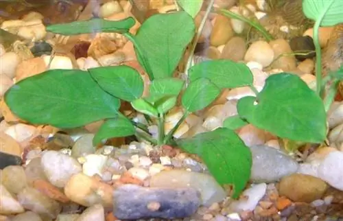 Anubias Aquarium Plant: Care, Propagation & Types